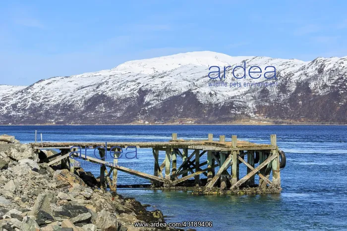: Jetty at Kvalsund, snow-covered mountains, island : Jetty at Kvalsund, snow-covered mountains, island