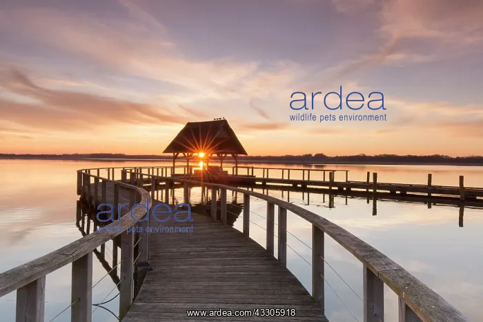 : Jetty on Lake Hemmelsdorf at sunrise - Schleswig-Holstein : Jetty on Lake Hemmelsdorf at sunrise - Schleswig-Holstein