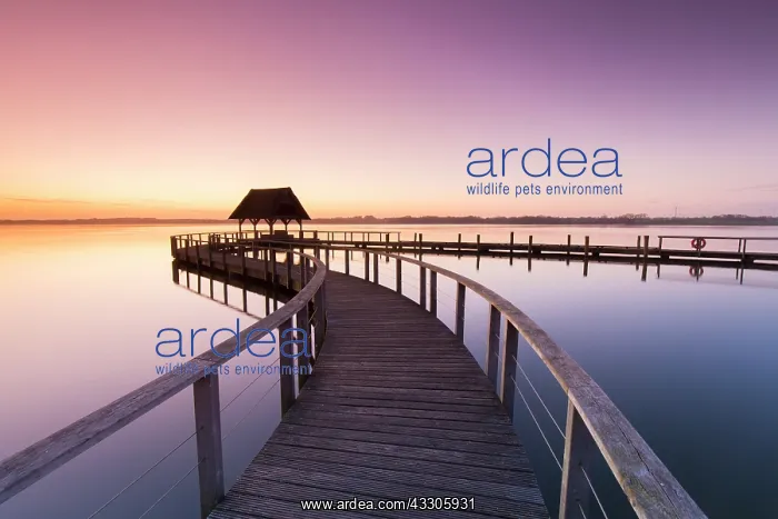 : Jetty on Lake Hemmelsdorf at sunrise - Schleswig-Holstein : Jetty on Lake Hemmelsdorf at sunrise - Schleswig-Holstein