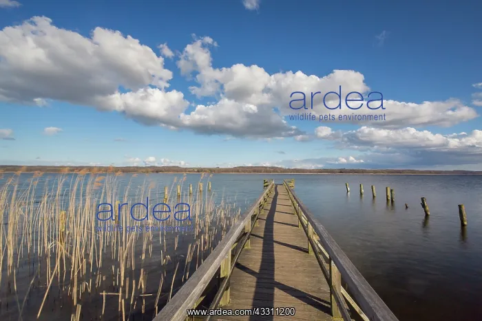 : Jetty at lake Ratzeburg - Germany : Jetty at lake Ratzeburg - Germany