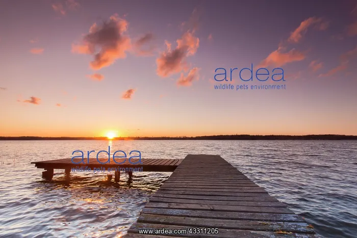 : Jetty at lake Ratzeburg at sunset - Germany : Jetty at lake Ratzeburg at sunset - Germany
