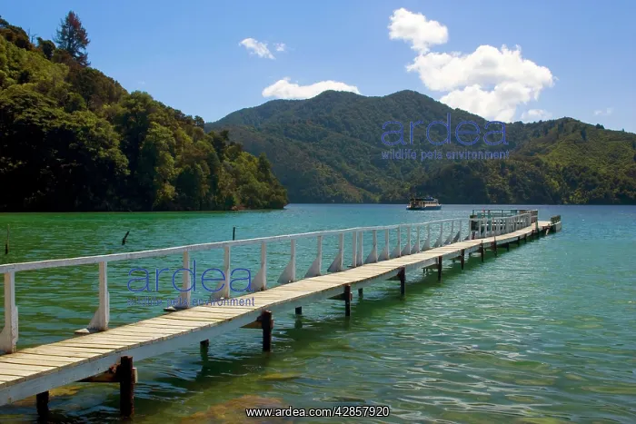 : Jetty - romantic Jetty at a bay at Queen Charlotte Sound : Jetty - romantic Jetty at a bay at Queen Charlotte Sound