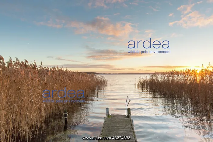 : Jetty in sunset at Lake Ratzeburg - Germany : Jetty in sunset at Lake Ratzeburg - Germany