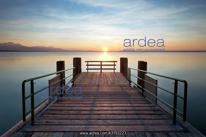 : Jetty at sunset near Chieming on Chiemsee Lake : Jetty at sunset near Chieming on Chiemsee Lake