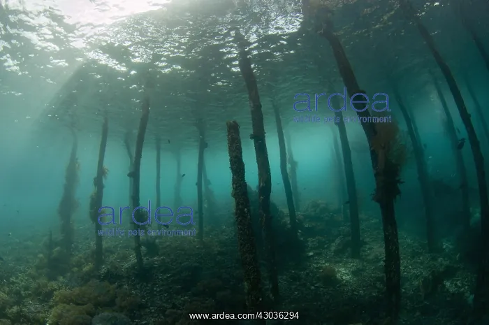 : Jetty view - View of pylons under jetty - Sawanderek : Jetty view - View of pylons under jetty - Sawanderek