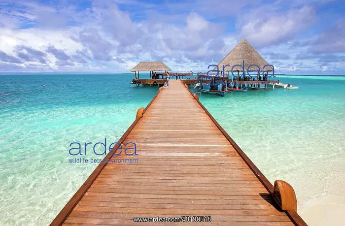 : Jetty on Vilureef Resort, Maledives : Jetty on Vilureef Resort, Maledives