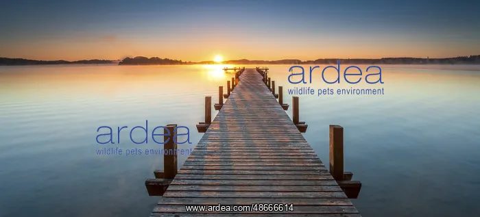  : Jetty at Wic rthsee at sunrise, fog on the water, Bavaria