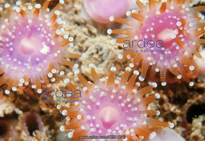 : Jewel Anemone : Jewel Anemone
