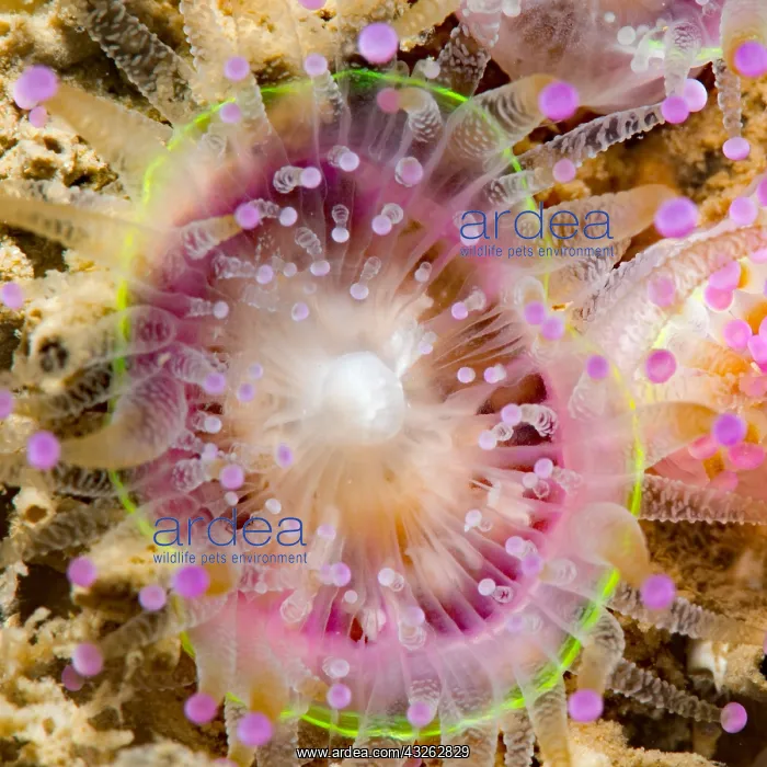 : Jewel Anemone (Corynactis viridis), Around the Island : Jewel Anemone (Corynactis viridis), Around the Island
