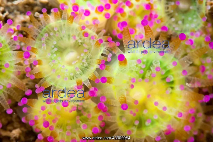 : Jewel Anemone (Corynactis viridis), Around the Island : Jewel Anemone (Corynactis viridis), Around the Island