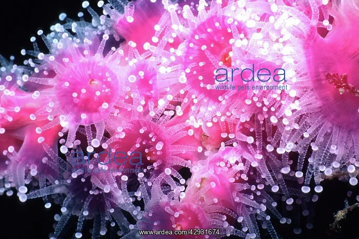 : Jewel Anemone - on Sea Whip - temperate waters : Jewel Anemone - on Sea Whip - temperate waters