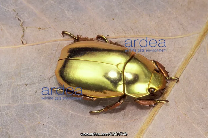 : Jewel Beetle : Jewel Beetle