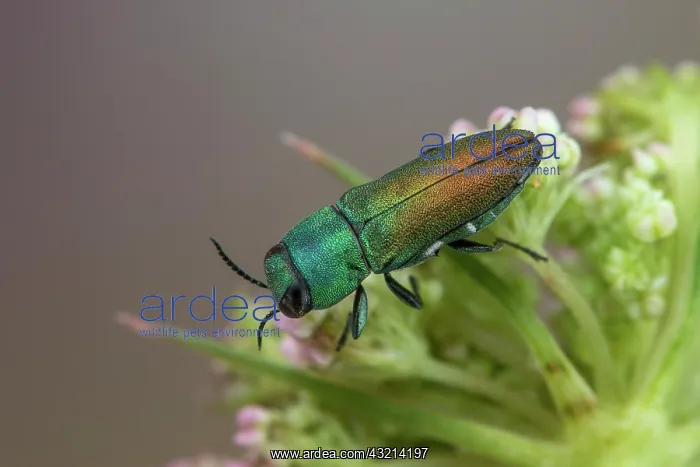 : Jewel beetle (Anthaxia cichorii), Soria, Spain : Jewel beetle (Anthaxia cichorii), Soria, Spain