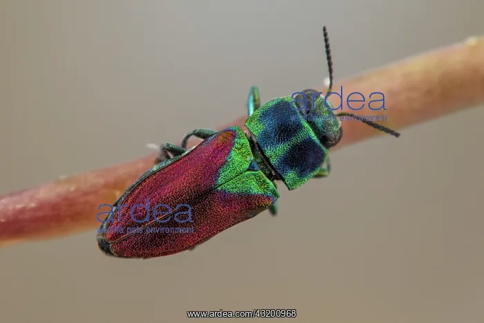 : Jewel Beetle (Anthaxia croesus), Tourrette-Levens : Jewel Beetle (Anthaxia croesus), Tourrette-Levens