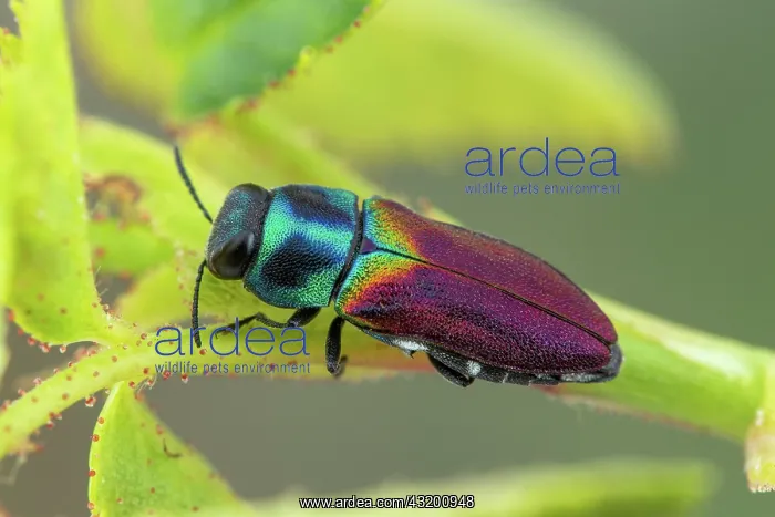 : Jewel Beetle (Anthaxia ignipennis), Vence pass : Jewel Beetle (Anthaxia ignipennis), Vence pass
