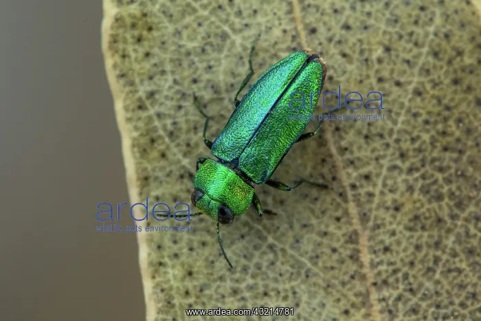 : Jewel beetle (Anthaxia nitidula) male on leaf, Cayolle : Jewel beetle (Anthaxia nitidula) male on leaf, Cayolle