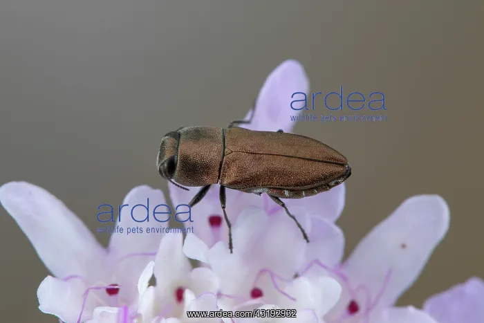 : Jewel beetle (Anthaxia umbellatarum) on flower : Jewel beetle (Anthaxia umbellatarum) on flower