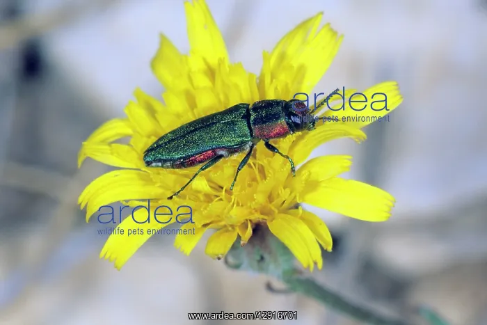 : Jewel Beetle - female on flower : Jewel Beetle - female on flower