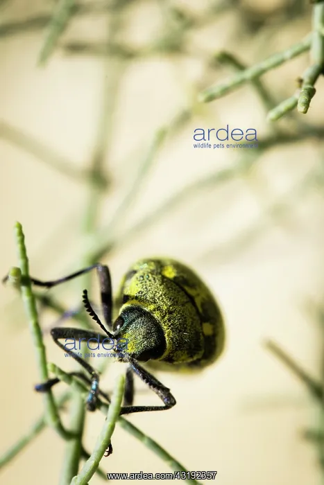 : Jewel beetle (Julodis aequinoctialis) - Amtoudi : Jewel beetle (Julodis aequinoctialis) - Amtoudi
