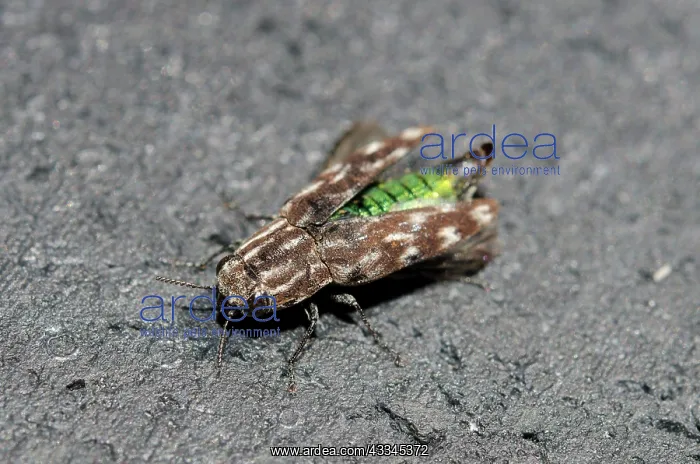 : Jewel Beetle - showing bright iridescent green abdomen : Jewel Beetle - showing bright iridescent green abdomen