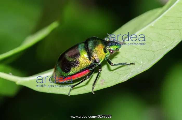 : Jewel Bug on leaf - West Bali National Park, near Menjangan : Jewel Bug on leaf - West Bali National Park, near Menjangan