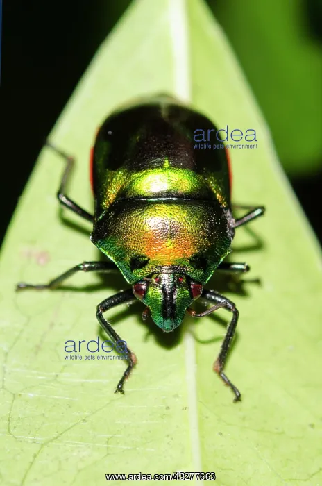 : Jewel Bug on leaf - West Bali National Park, near Menjangan : Jewel Bug on leaf - West Bali National Park, near Menjangan