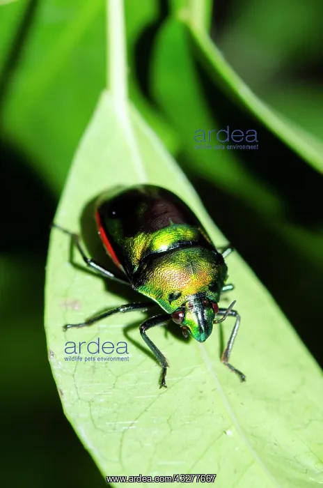 : Jewel Bug on leaf - West Bali National Park, near Menjangan : Jewel Bug on leaf - West Bali National Park, near Menjangan