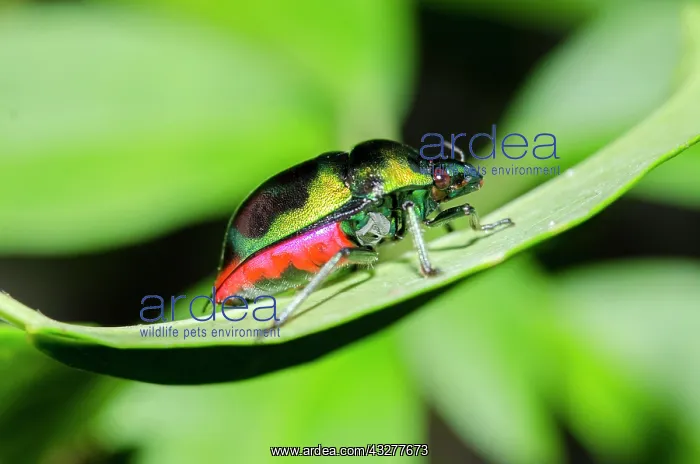 : Jewel Bug on leaf - West Bali National Park, near Menjangan : Jewel Bug on leaf - West Bali National Park, near Menjangan