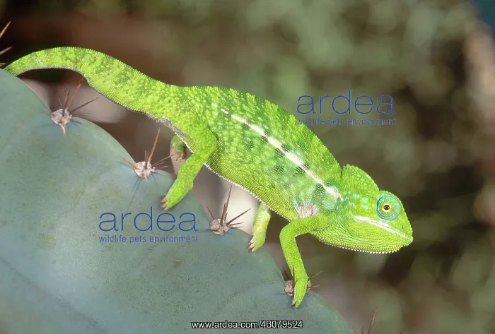 : Jewel Chameleon : Jewel Chameleon