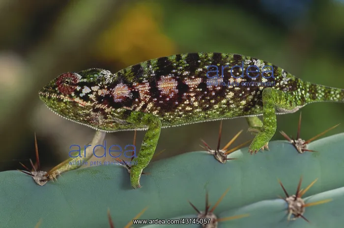 : Jewel Chameleon : Jewel Chameleon