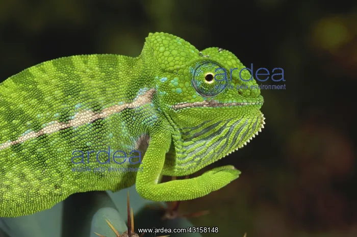  : Jewel Chameleon