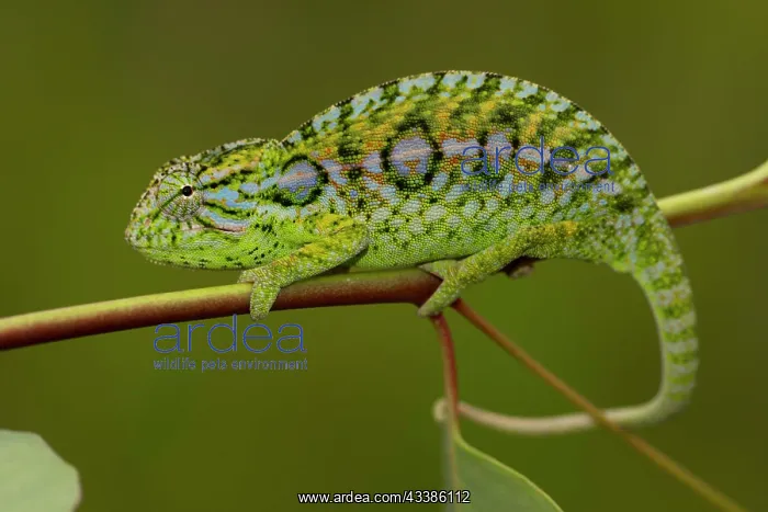 : Jewel chameleon (Furcifer lateralis) on plant, in : Jewel chameleon (Furcifer lateralis) on plant, in