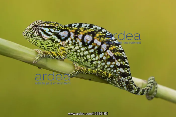 : Jewel chameleon (Furcifer lateralis) on plant stem : Jewel chameleon (Furcifer lateralis) on plant stem