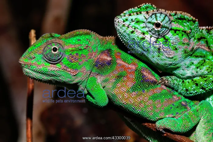 : Two Jewel chameleons (Furcifer lateralis), male : Two Jewel chameleons (Furcifer lateralis), male