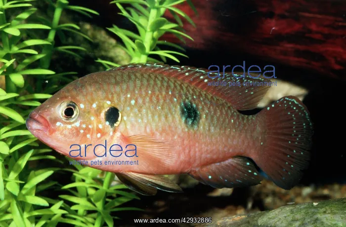 : Jewel Cichlid
