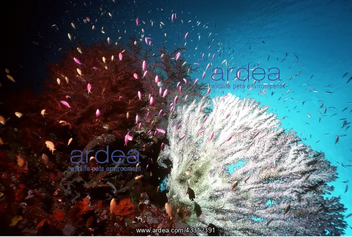: JEWEL FISH / Anthias : JEWEL FISH / Anthias
