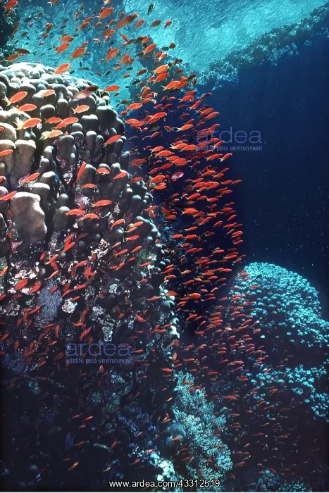  : JEWEL FISH  /  Anthias SCENE