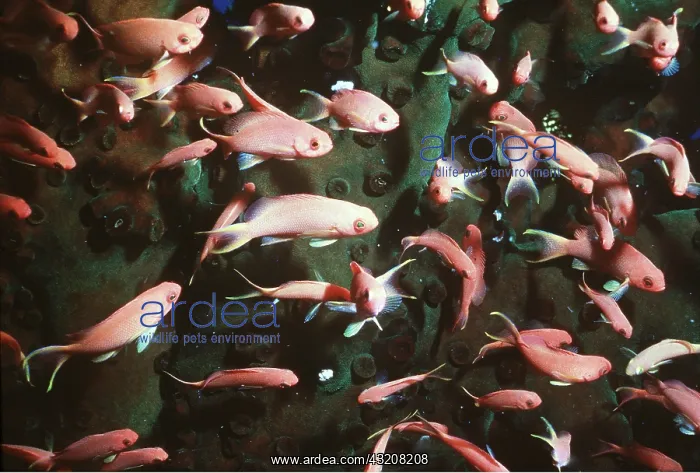  : Jewel Fish  /  Anthias - shoal