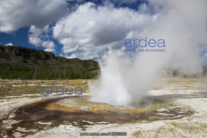  : Jewel Geyser eruptingBiscuit Basin