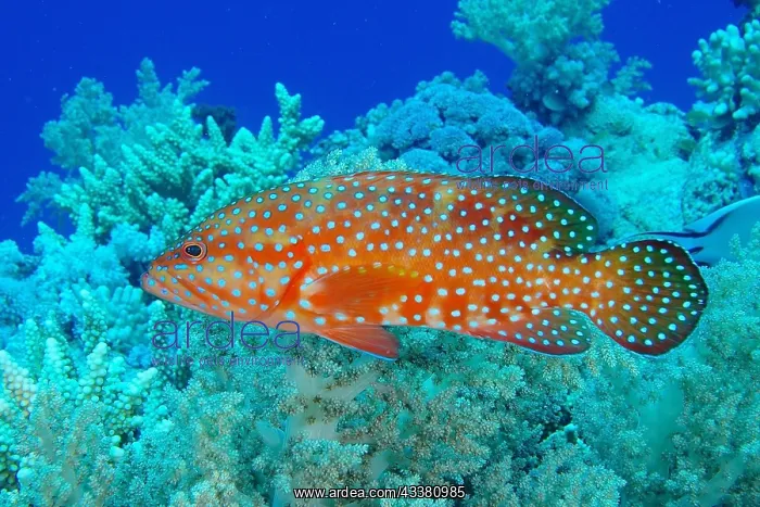 : Jewel grouper (Cephalopholis oligosticta), St. Johns : Jewel grouper (Cephalopholis oligosticta), St. Johns