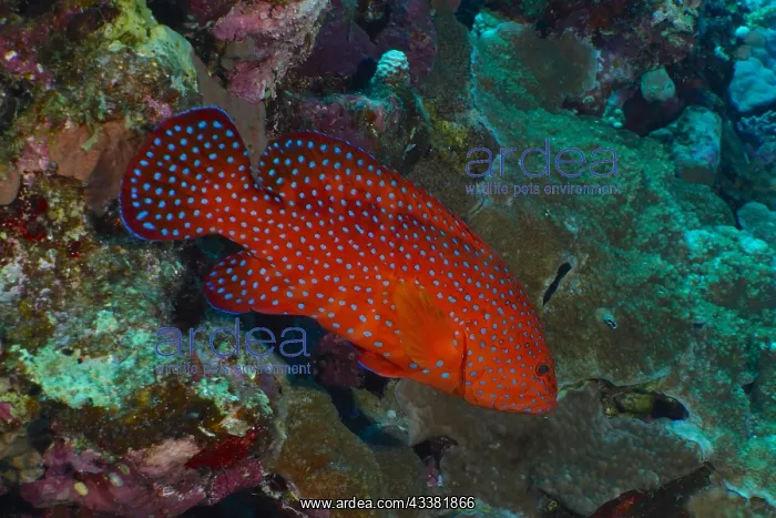 : Jewel Grouper (Cephalopholis oligosticta), Dive : Jewel Grouper (Cephalopholis oligosticta), Dive