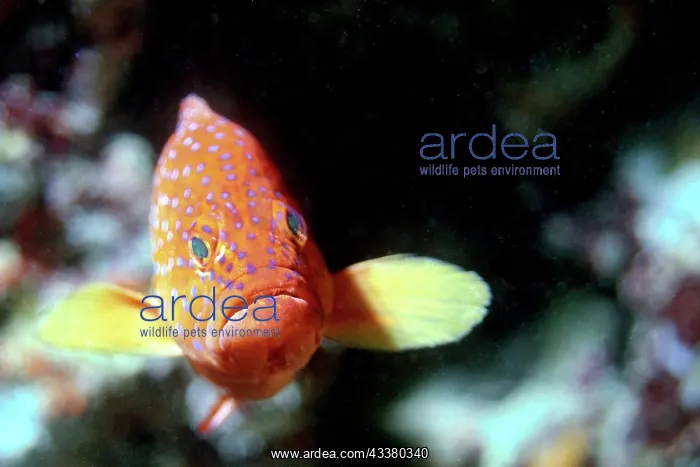 : Jewel Grouper, Indian Ocean Maldives : Jewel Grouper, Indian Ocean Maldives
