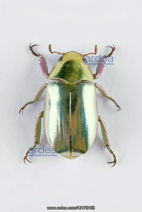 : Jewel Scarab : Jewel Scarab