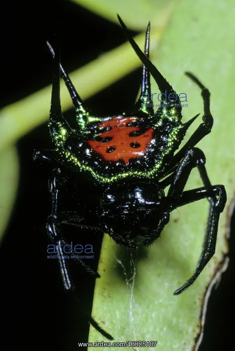 : Jewel Spider : Jewel Spider
