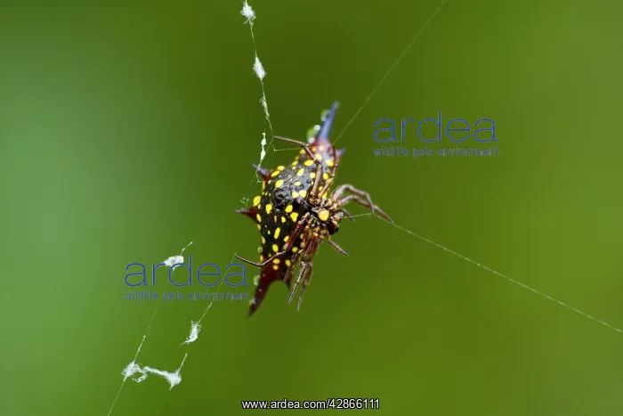 : Jewel Spider - in the act of weaving and repairing : Jewel Spider - in the act of weaving and repairing