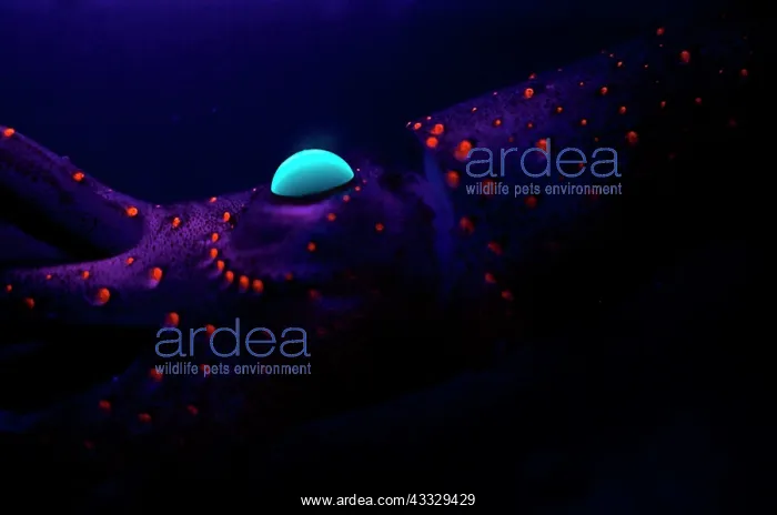 : Jewel Squid (Histioteuthis eltaninae), Kerguelen : Jewel Squid (Histioteuthis eltaninae), Kerguelen