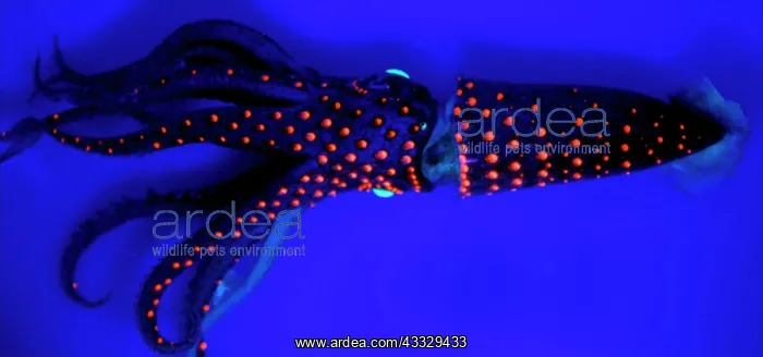 : Jewel Squid (Histioteuthis eltaninae), Kerguelen : Jewel Squid (Histioteuthis eltaninae), Kerguelen