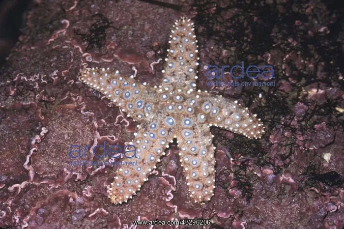 : JEWEL STARFISH : JEWEL STARFISH