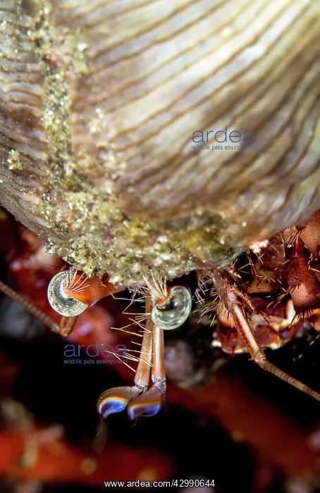 : Jeweled Anemone Hermit Crab : Jeweled Anemone Hermit Crab