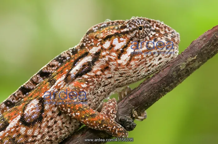 : Jeweled Chameleon : Jeweled Chameleon